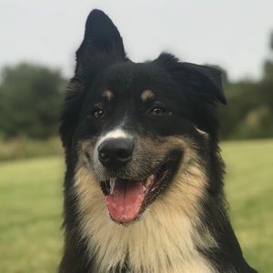 Meet your Posher, Casper